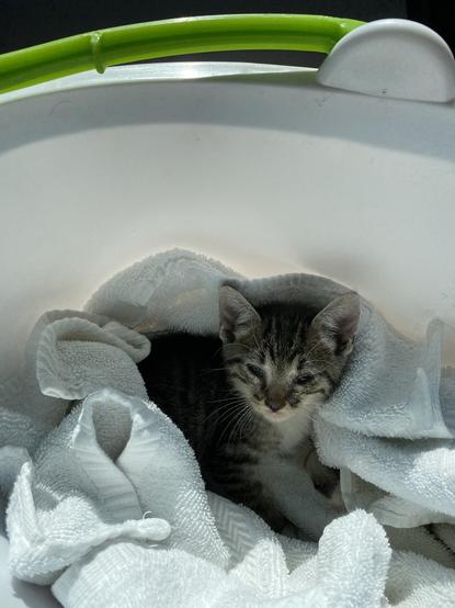 Photo of a very small black tabby kitten wrapped in a white towel in a white bucket with a green handle.
