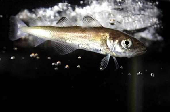 The Arctic polar cod Boreogadus saida  - and underwater photo of a fish