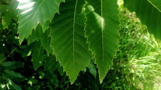Jaggedy green leaves pointing down