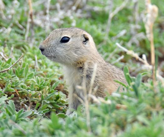 A gopher peeks through the weeds