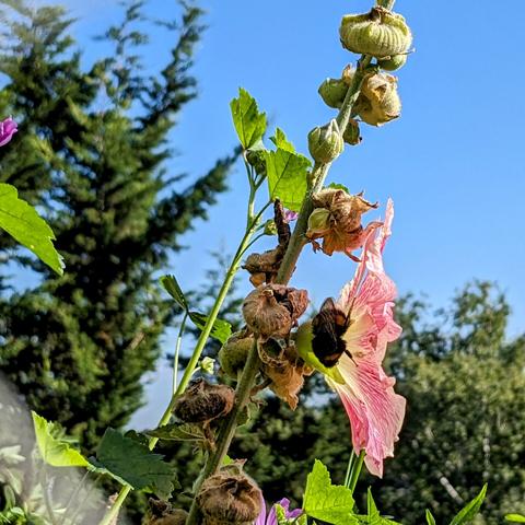 Eine Gartenhummel schläft kopfüber hinter einer Stockrosenblüte.