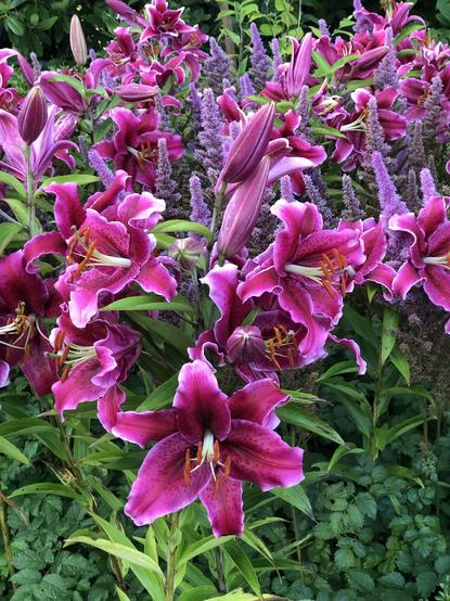 Lilium Corvare - a dark pink lily