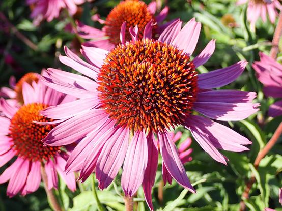 Echinacea purpurea 'Rubinstein' - orange centered flower with pink petals