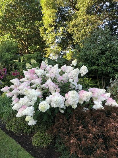 Hydrangea Vanilla Fraise - a green leaves shrub with numerous panicles of white and pink flowers