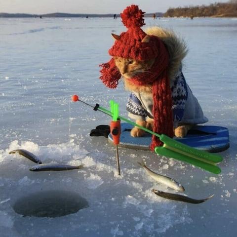 A cat in winter clothing sits next to a hole in the ice. A fishing pole and several fish are in front of them.