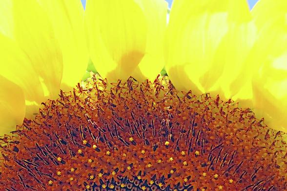 Close up of the florets of the yellow Sunflower