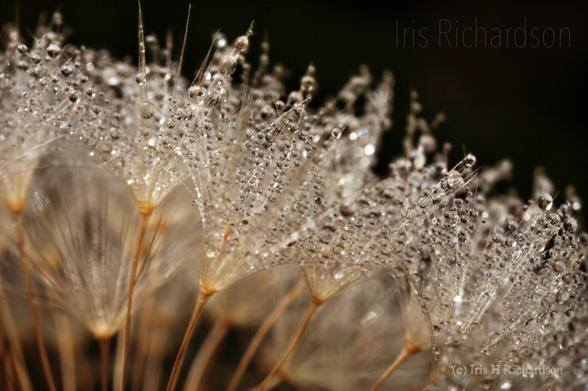 Dandelion parachutes macro with water droplets from morning dew. Artist Iris Richardson, gallery Pictorem