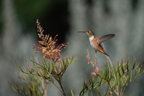 An Allen’s hummingbird flies toward a grevillea flower with white sage blurred in the background