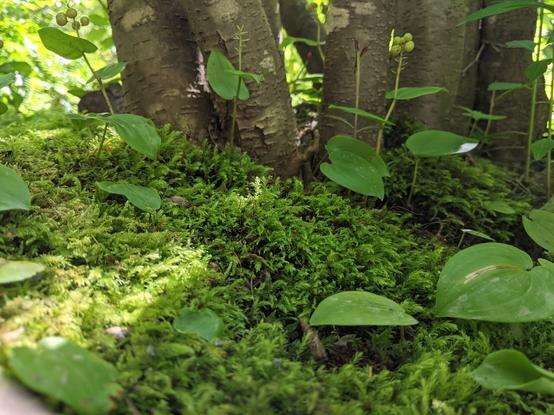 A very close up view of several small tree spouts, heart shaped leaves growing from the ground, and moss