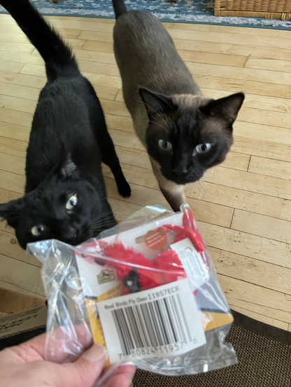 A black cat and a Siamese cat inspecting a plastic package containing a red bird toy