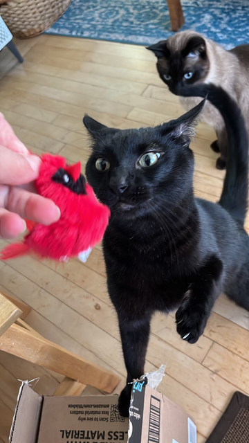A black cat inspecting an unwrapped red cardinal bird cat toy