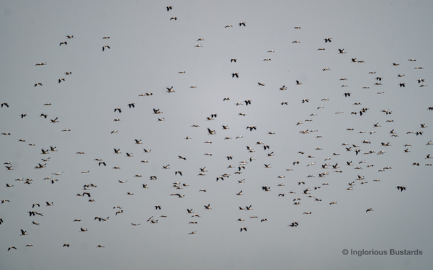 White Storks ©️ Inglorious Bustards