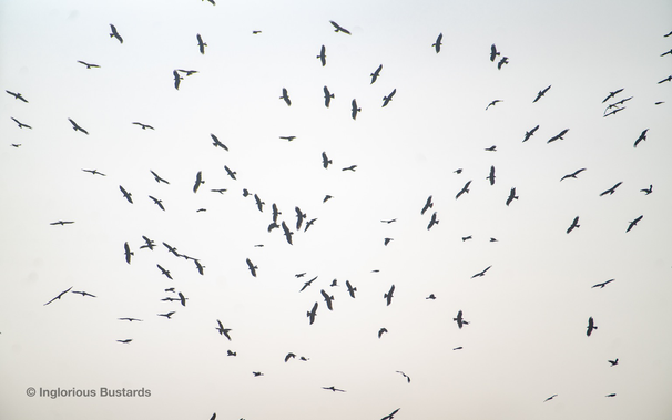 Black Kites ©️ Inglorious Bustards
