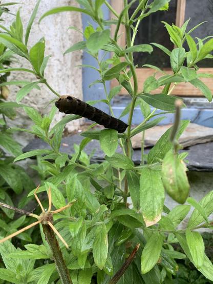 Large caterpillar on greenery in front of a window