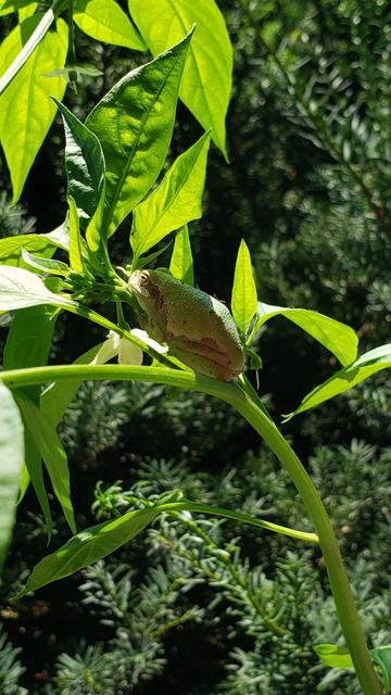 A little green tree frog hanging out on a pepper plant.