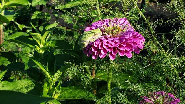 A fat little green tree frog sitting on a giant lavender pink zinnia.