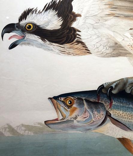 Detail from Audubon's Osprey