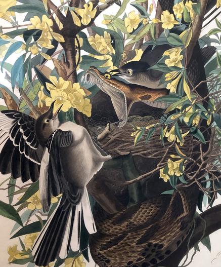 Detail from Audubon's Mockingbirds