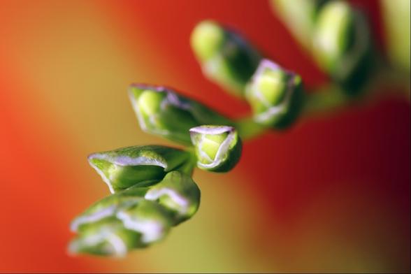 Low depth of field macro shot of a row of flower buds with a bright orangey-red out-of-focus background