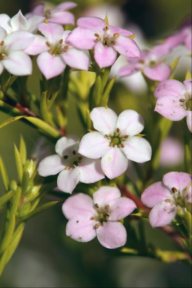 Closeup of a cluster of small 5-petalled white flowers on lime-green foliage