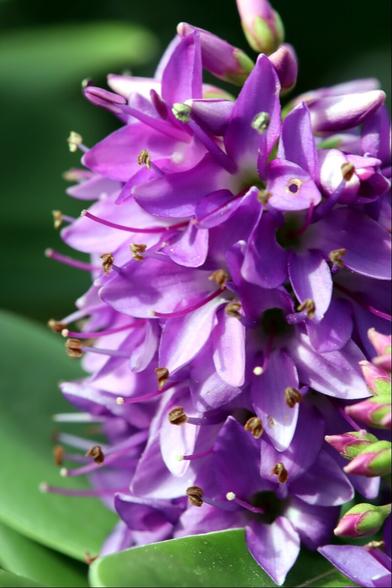 Closeup of a cluster of pale to dark pink flowers, glowing in the sunshine