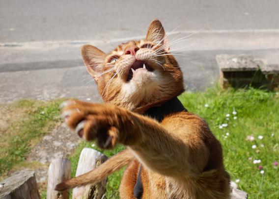 An Abyssinian cat, with his mouth slightly open, swipes a paw to try bat at something unseen. The paw in in the foreground and blurred.