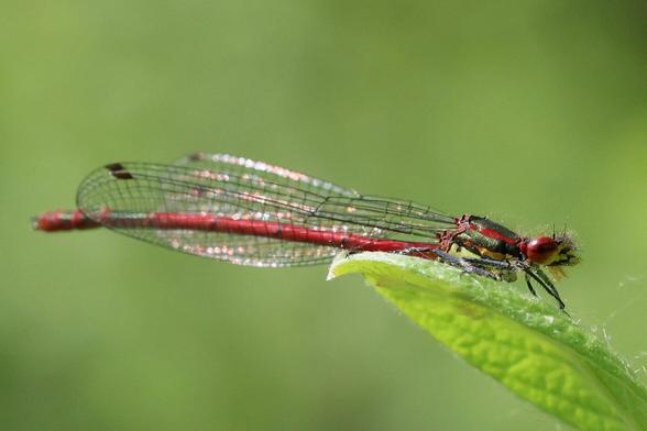 So eine kleine schlanke rote Libelle sitzt auf einem einzelnen Blatt, dass von rechts ins Bild ragt. ￼Man sieht sie von der Seite, ihre Flügel sind angelegt und glitzern in der Sonne. ￼