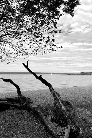 Black and white photo showing a dead tree on a beach in the foregeound, Ammersee in Germany in the background.
