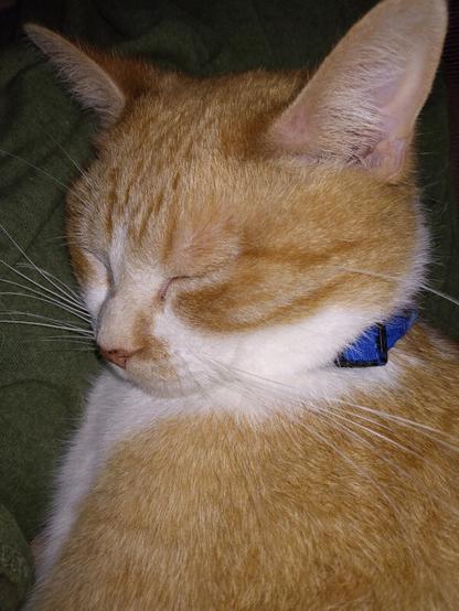 A tabby cat sleeping soundly after an exhausting day of napping.