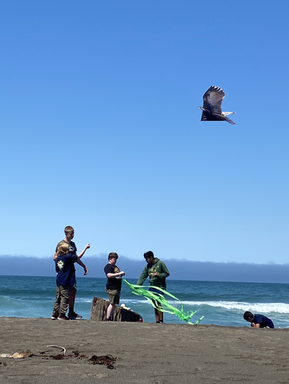 Five boys on a beach flying a kite that looks like an eagle