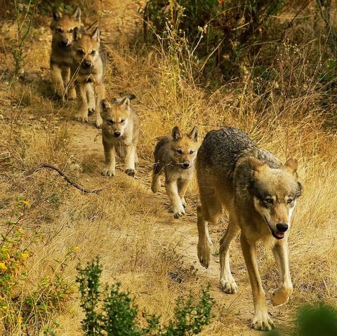 A male grey wolf leads his four pups to explore their habitat at the Oakland Zoo in Oakland, Calif., on July 1, 2019.
Ben Margot/AP
