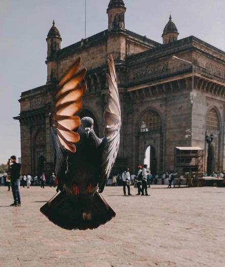 Photography. A color photo of a pigeon in flight. In the background there is an old building with passers-by. The pigeon is flying upright with its wings forward directly in front of the camera. I think she is looking at us.