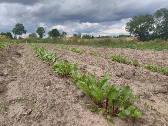 Młode rośliny buraka ćwikłowego rosnące na redlinach a w tle pola i drzewa