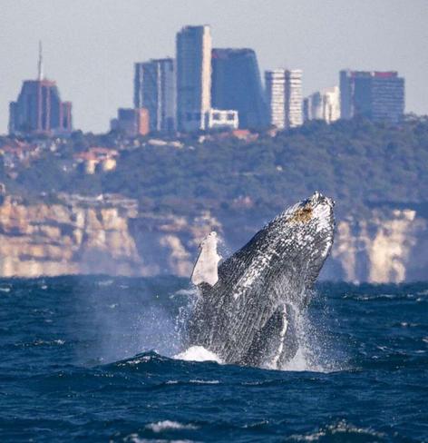 A humpback whale breaching near Sydney's Head, Australia