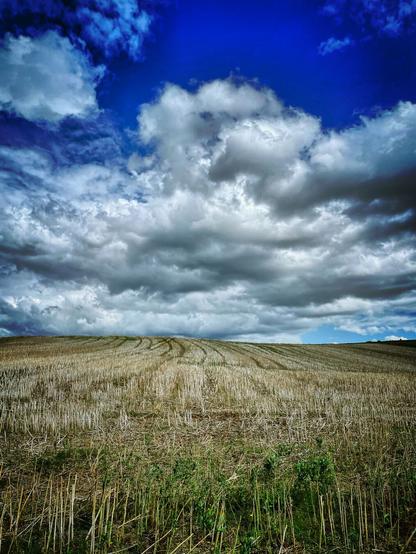 A harvested rapeseed field rising up a hill. You can only see the stubble arranged in rows towards the horizon, which gives the field an interesting structure. The sky above shines deep blue and shows white and imposing cloud formations.