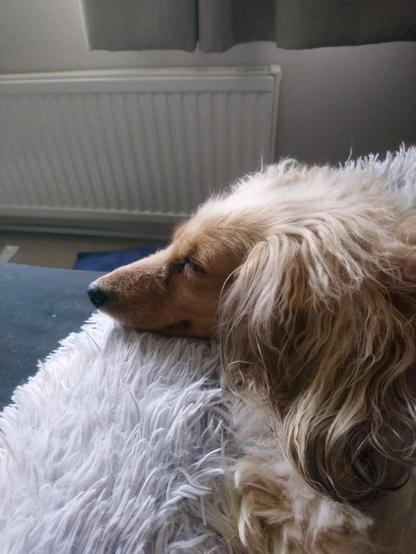 A sleeping cream miniature dachshund with a smile on her face.