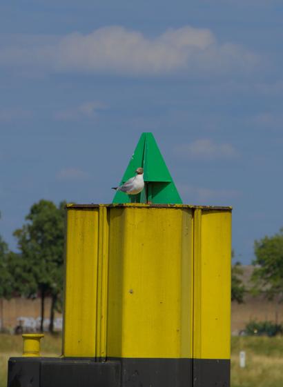 Seagull, sitting on a post next to the rhine river