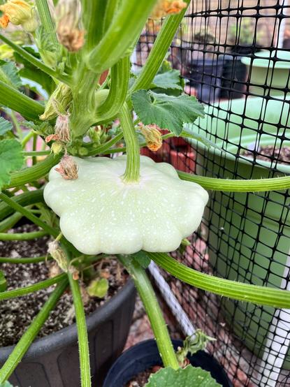 Patty pan squash growing on vine