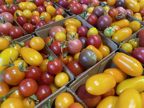 Yellow, red and purple tinged cherry tomatoes in cardboard boxes from Durst Organic Growers