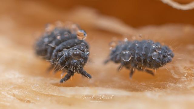 A photo of a pair of blue-grey, very hairy and lumpy springtails, covered in water droplets.