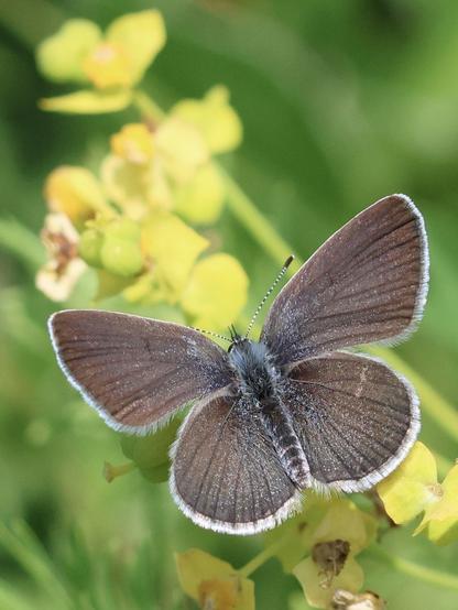 Ein kleiner brauner Schmetterling sitzt auf einer gelben Blume. Seine Flügel sind komplett geöffnet und schimmern leicht bläulich. Sie haben einen weißen Rand.
