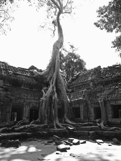 A strangler fig growing over the ruins of Ta Prohm temple at Angkor Wat in Siem Reap, Cambodia 2005