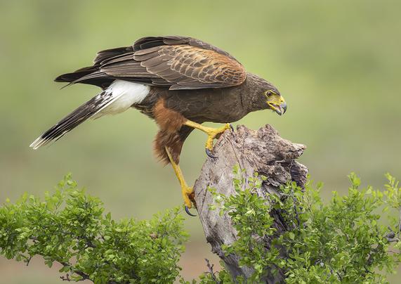Harris hawk on a perch, photographed in south Texas.