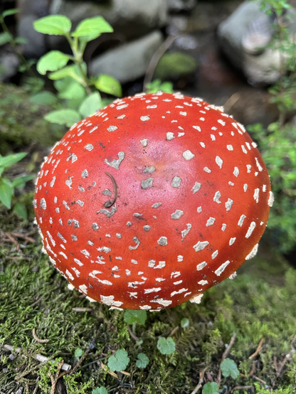 Sombrero rojo con motas blancas de la amanita.