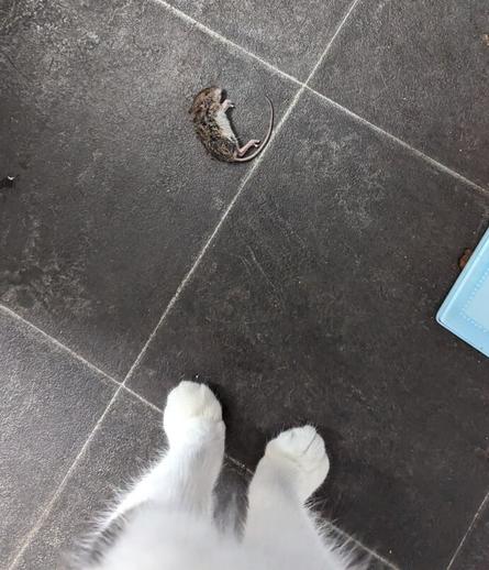 A small dead mouse and two white cat's paws on a black tiled floor