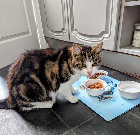 A brown and black striped cat next to a light blue mat that has bowls of food and water on it