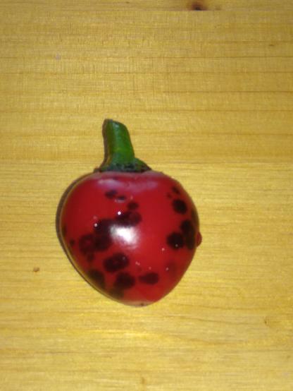 roter kugeliger Chili mit schwarzen Flecken