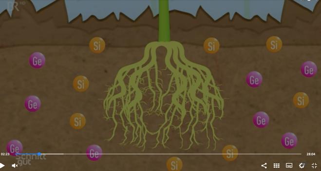 DE: In einer Videoanimation zeigt die Sendung wie Silicium und Germanium von einer Maisplanze über die Wurzeln aufnimmt und in seinem Stängeln einlagert.
EN: In a video animation, the program shows how silicon and germanium are absorbed by a corn plant through its roots and stored in its stems.