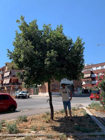 Una quercia roverella alta circa 5m in una aiuola riarsa vicino ad una strada, in un panorama urbano di case di pochi piani. Nell'ombra ci sono io, appoggiato al tronco con un braccio.