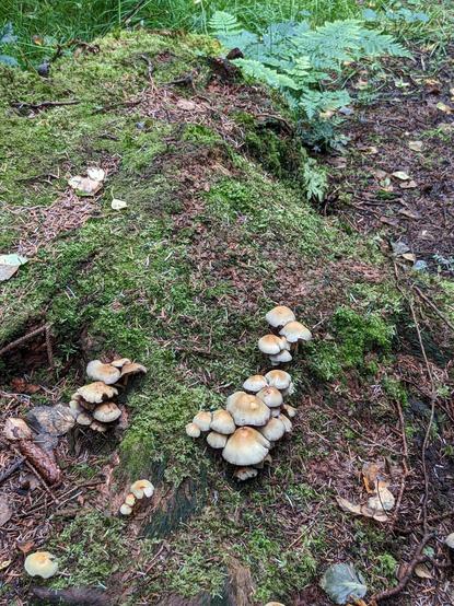 Some fungi in a Galloway forest.